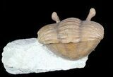 Cute Enrolled Asaphus Kowalewskii Trilobite With Stalk Eyes #45983-3